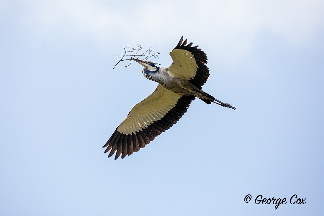 Bird Grey Heron in Flight - South Africa - Limpopo