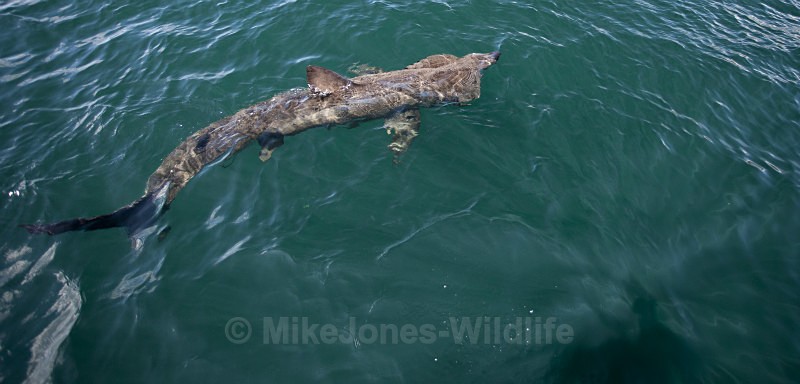 Basking Shark, Isle of Mull, Scotland - Basking Sharks ( ISLE OF MULL, SCOTLAND )