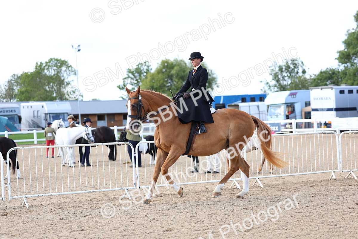 SBM_11206 - Class 306 - Ridden Foreign Breeds - Part Bred