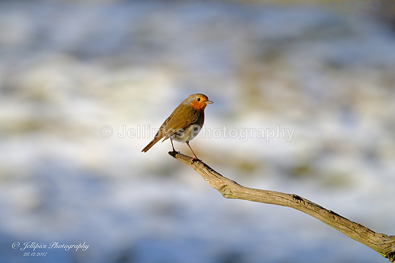  - Wildlife and Nature