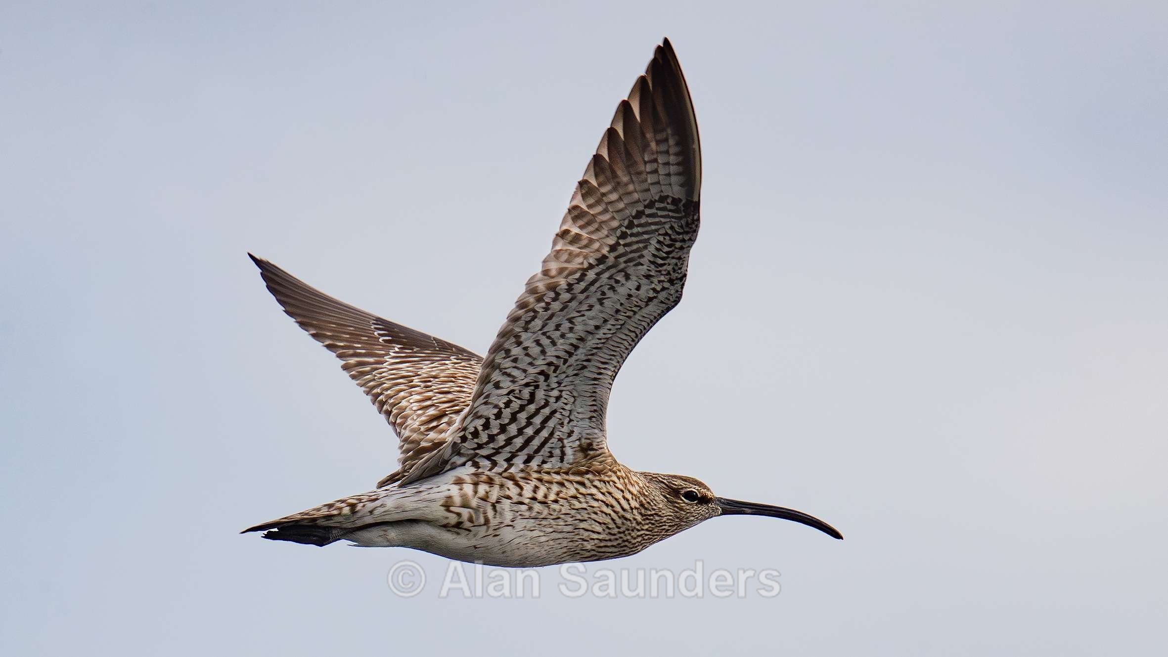 Eurasian Whimbrel 13