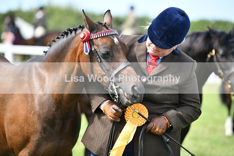 DSC_8413 - Class 68: Part Bred In Hand M & M
