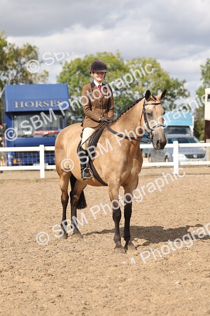 SBM_14778 - Class 308 - Ridden Coloured Horse
