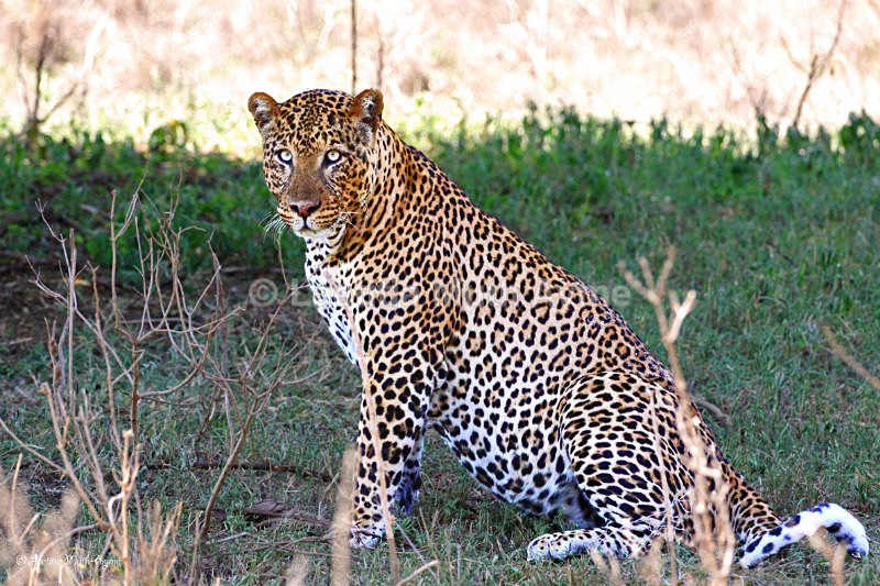IMG_0984 Nakuru - Leos & Cheetahs