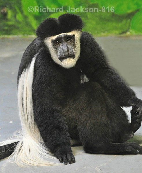 Colobus Monkey - Animals