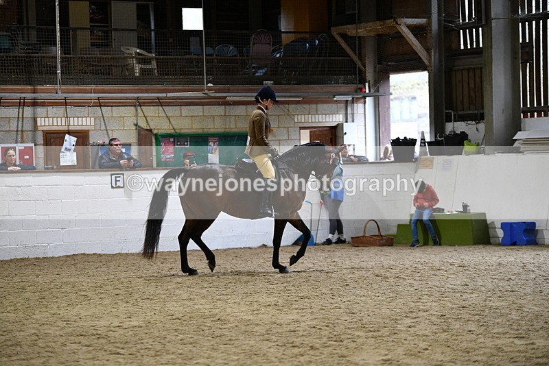 WJ5_8902 - Class 15 Ridden Show Horse