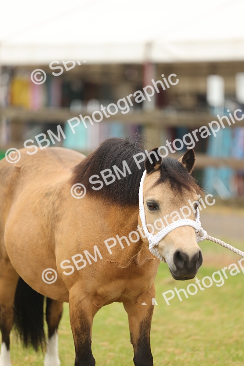 SBM_01555 - Class 50-57 - M&M Welsh Pony In Hand