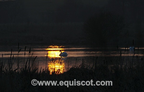  - Wildlife & Landscape