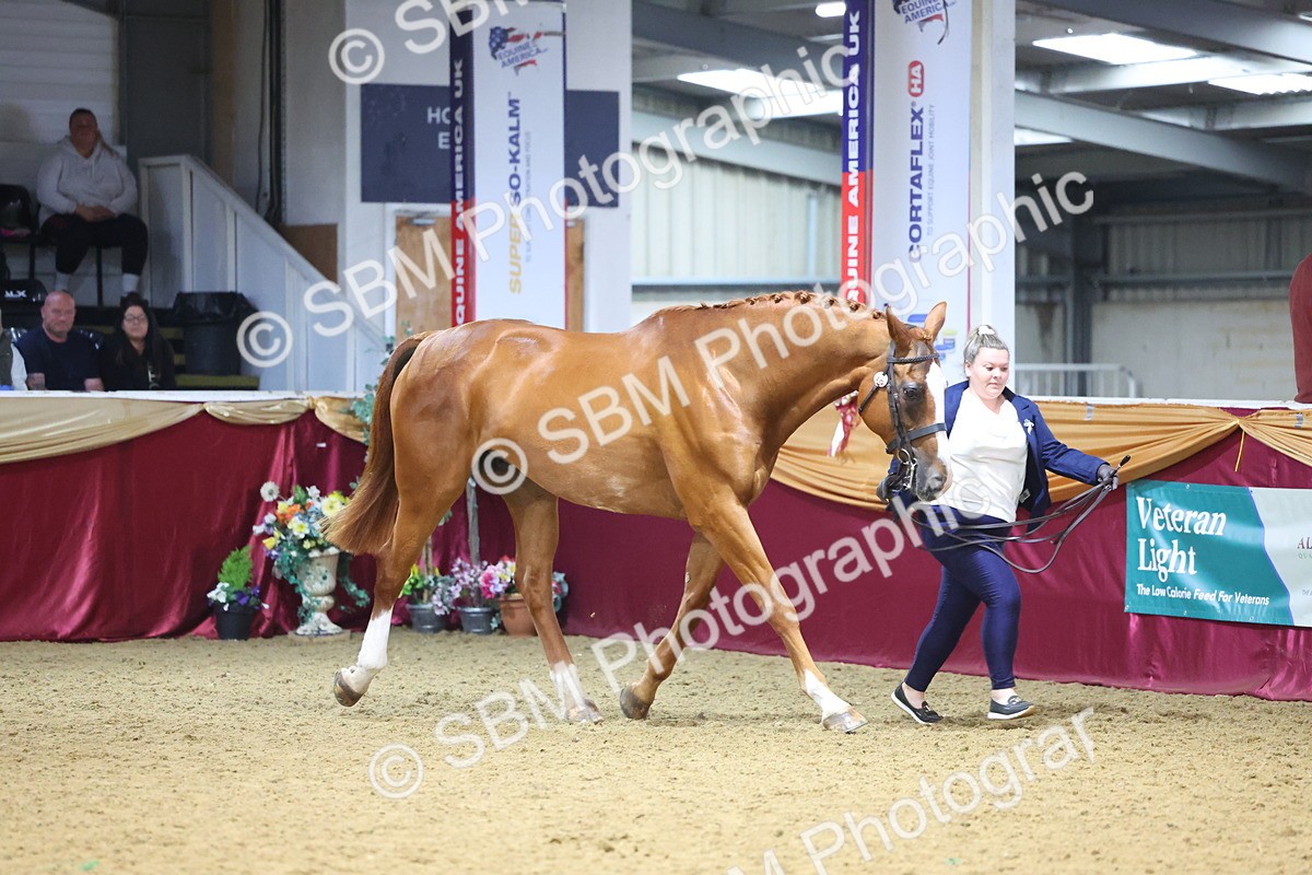 SBM_22806 - Class 903 - Supreme Final - IH Pre Vet