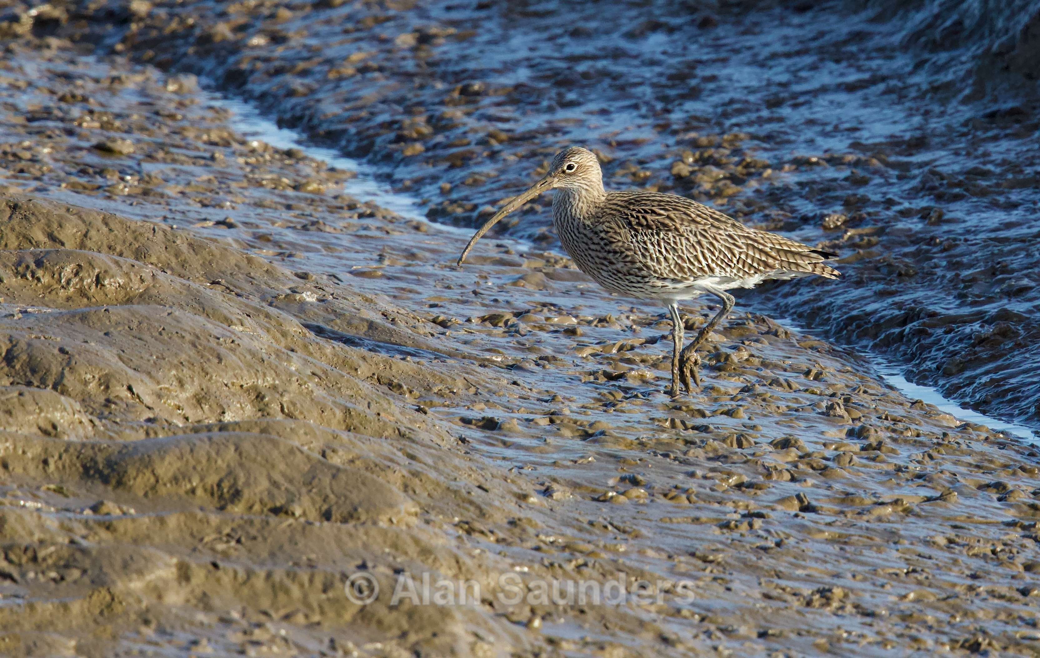 Eurasian Curlew 19