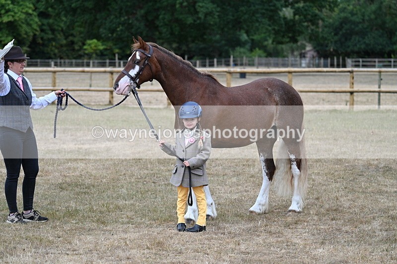 WJ7_9400 - Prettiest Mare Champs