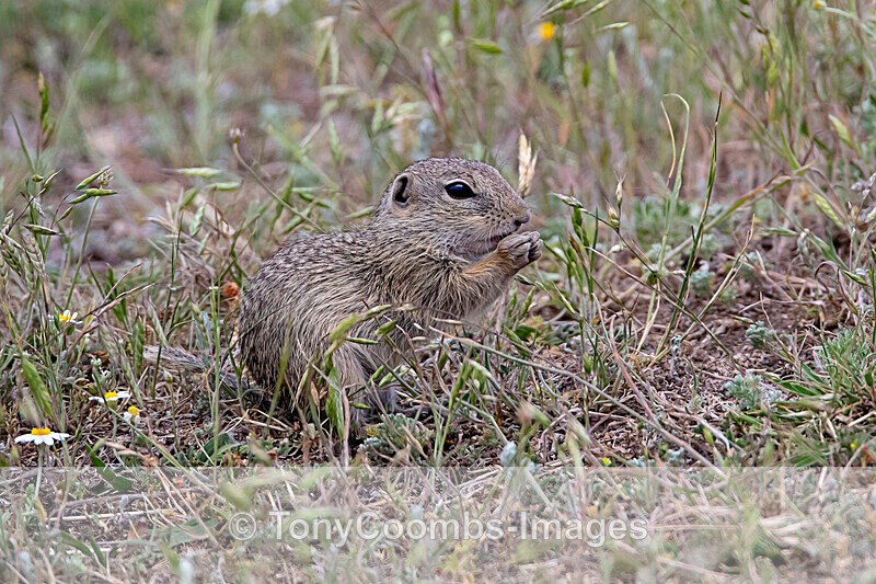 Souslik - Macin National Park