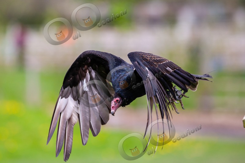 turkey vulture Cathartes aura-4376 - BoP from around the world