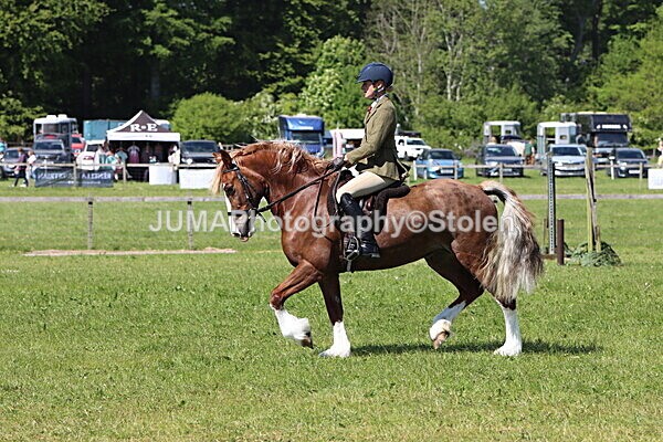 IMG_4408 - Working Hunter