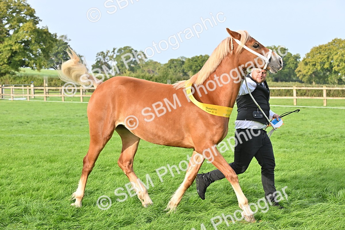 SBM_55411 - S44 - Youngstock In Hand