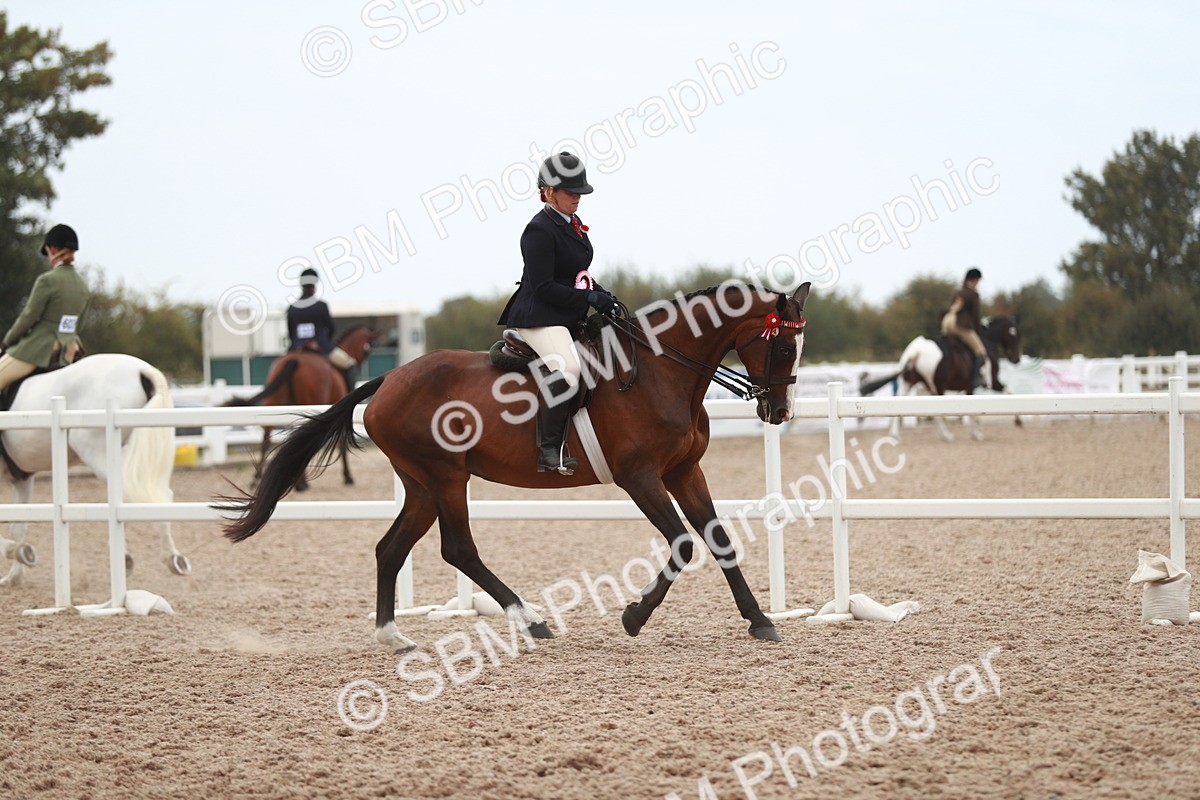 SBM_17655 - Class 215 Ridden Hack/ Riding Horse