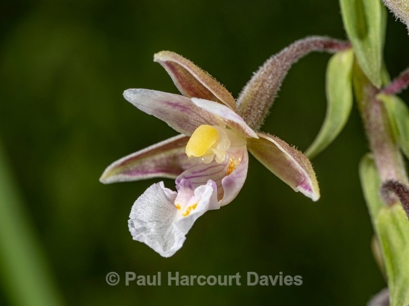 Marsh Helleborine (Epipactis palustris) - Wild Orchids 2021