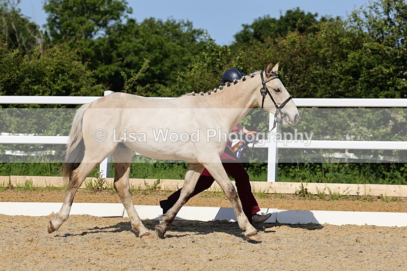 1X9A0829 - Class 4: Youngstock 1, 2, 3 year old to exceed 153cm