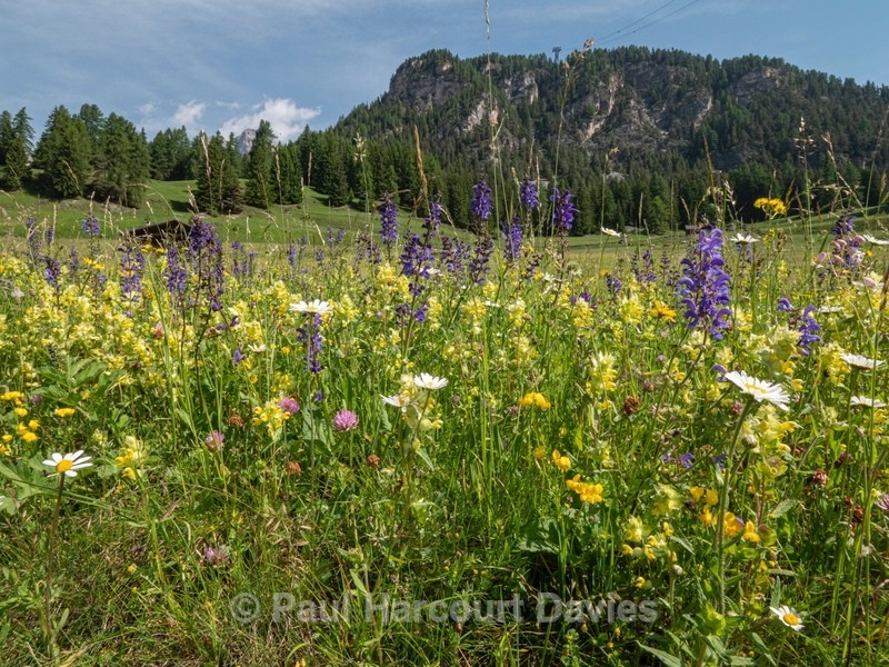 Alpine meadow  blue/purple meadow clary (Salvia pratense) and yellow rattle (Rhinanthus sp) - Flowers in the Landscape