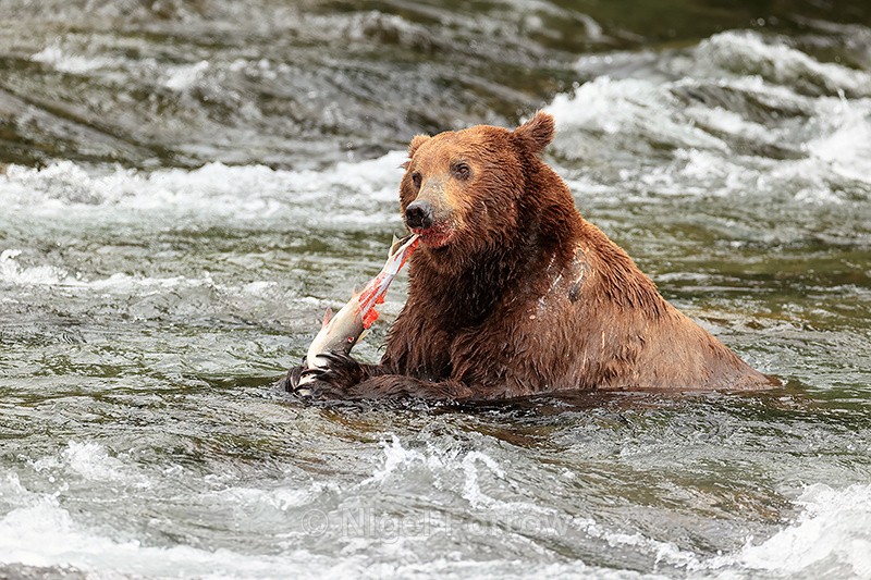 Grizzly Bear skinning Sockeye salmon, Brooks Falls, Alaska - Brown Bear