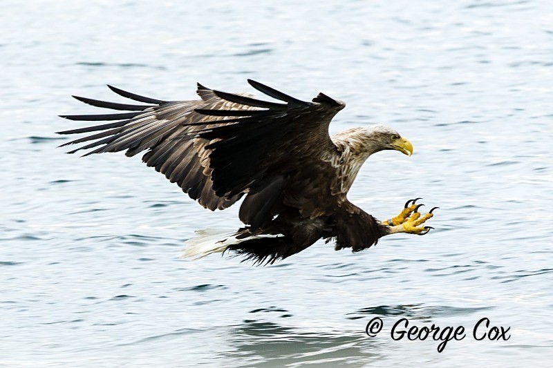 sea-eagle-catching-fish - Birds in Flight