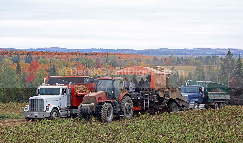 Potato Harvest Carleton County New Brunswick Autumn Festival - Autumn Festival