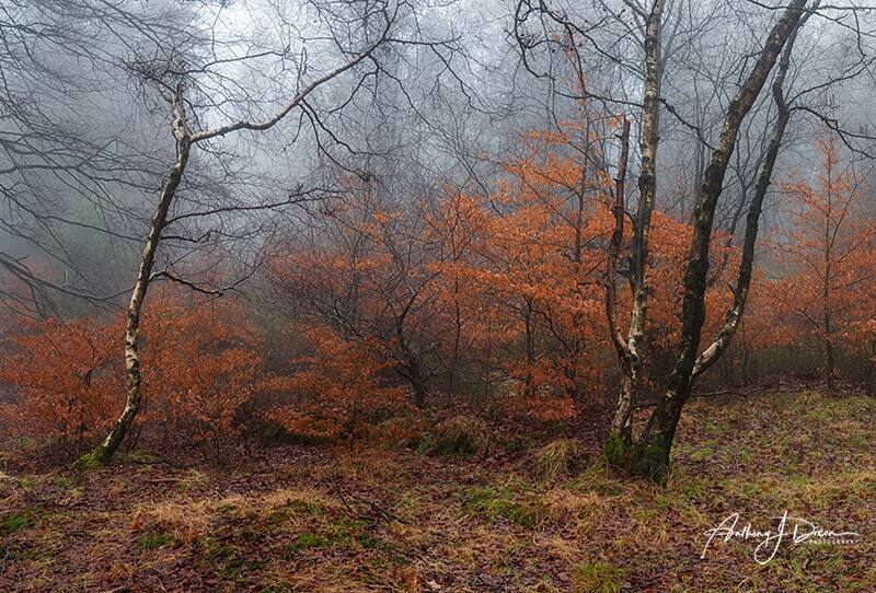  - Woodland