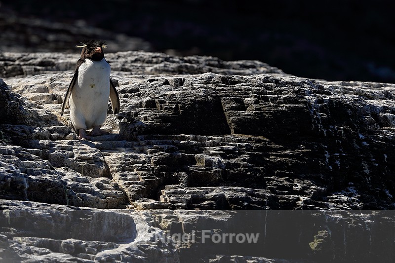 Rockhopper Penguin descending from ledge, Bleaker Island, Falklands - Rockhopper Penguin
