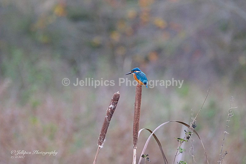  - Wildlife and Nature