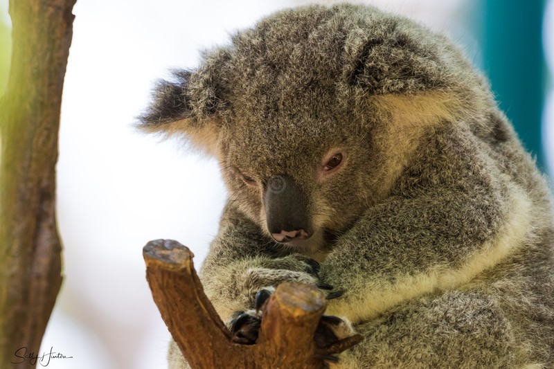 Koala Bear Asleep