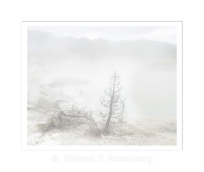 SteamedTrees, Yellowstone National Park, WY - Yellowstone and Grand Tetons