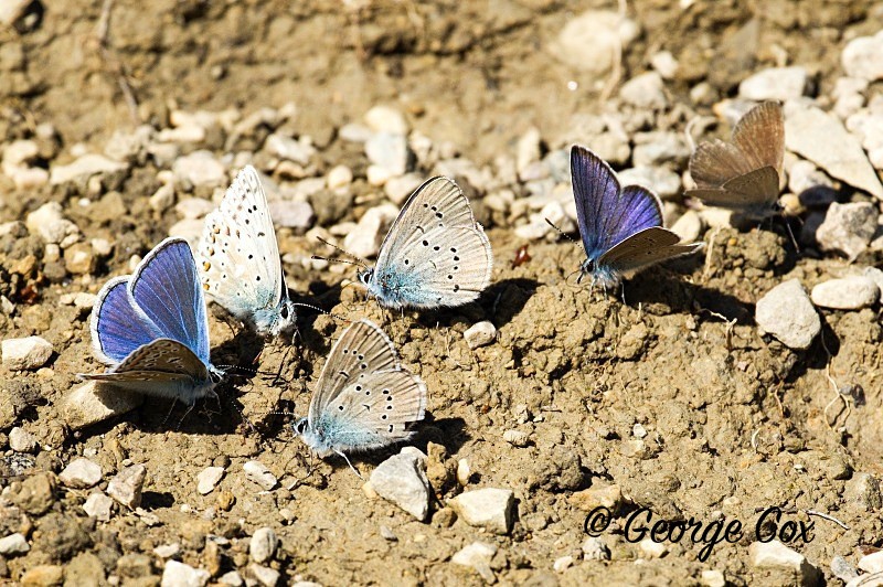 Mud Puddling - Vercors Butterflies
