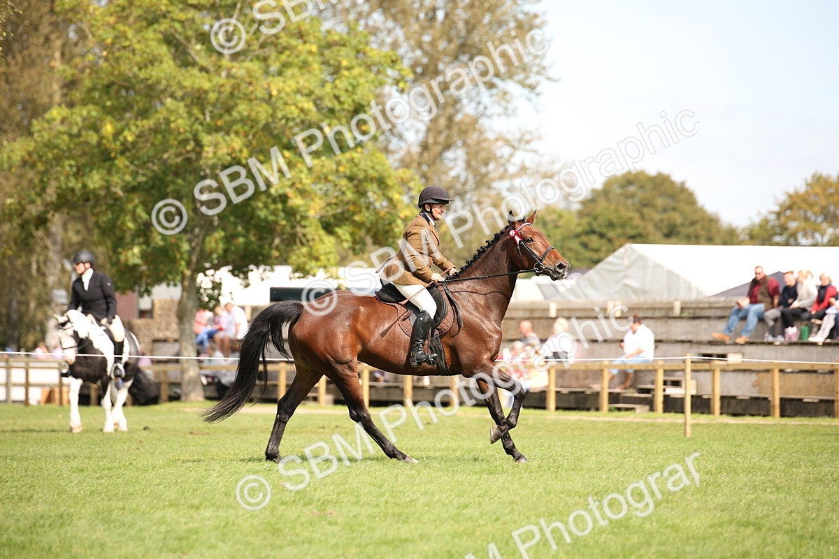 SBM_65970 - S64 - Riding Horse & Hack & Thoroughbred Ridden