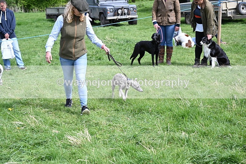 WJ6_9073 - Class 8 Best Working / Gun Dog or Bitch