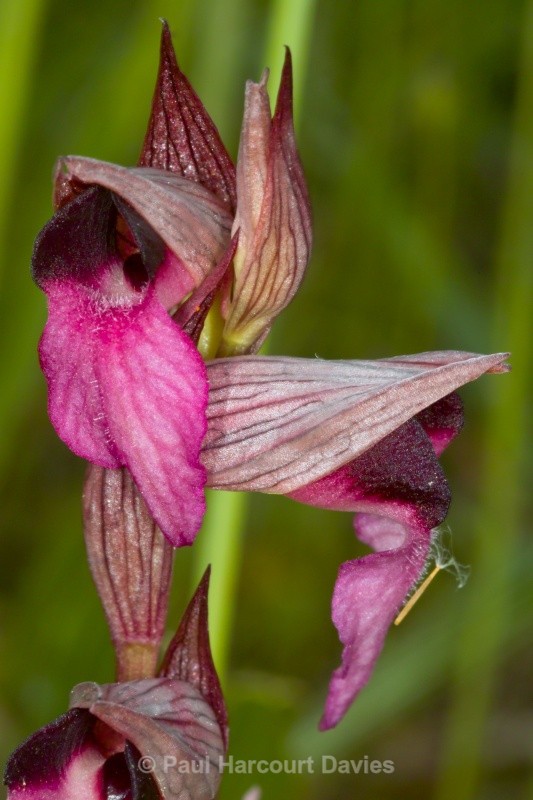 Tongue Orchid (Serapias lingua) - Orchids - Serapias