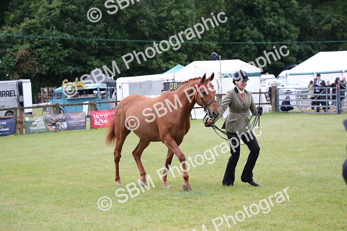 SBM_00172 - Class 17-20 - Arab & Part Bred - Anglo Arab In Hand