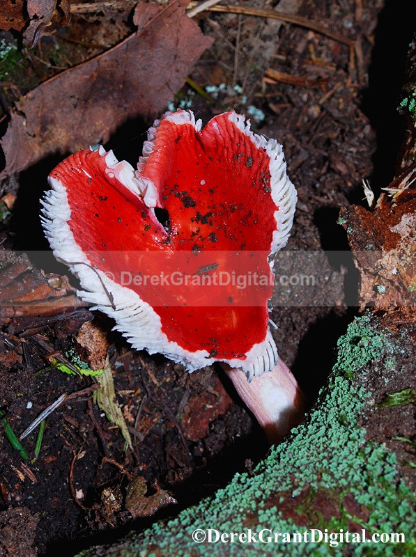 Happy Valentine's Day - Russula emetica group - Flora