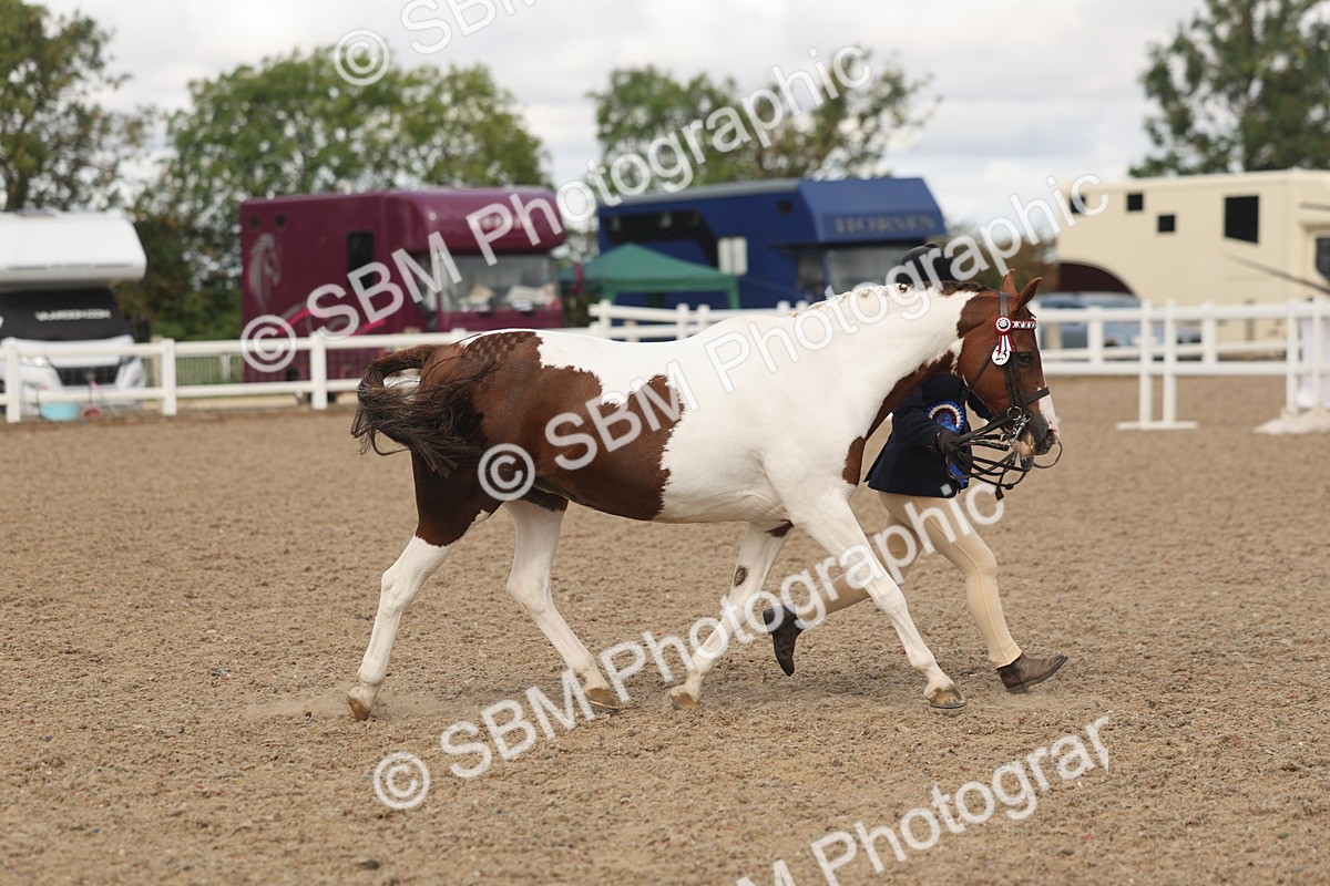 SBM_04390 - Class 17 - Prettiest Mare (IH or Ridden)