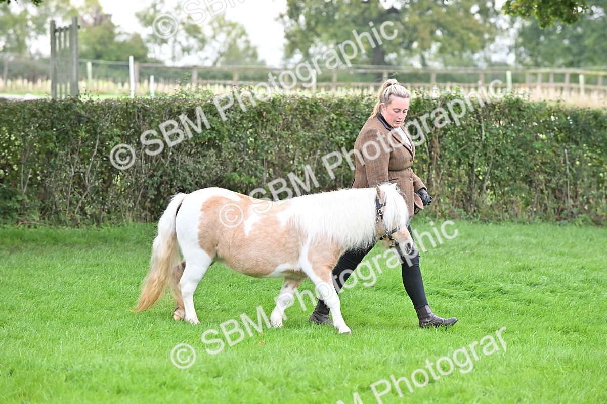 SBM_56967 - S45 - Coloured Pony In Hand