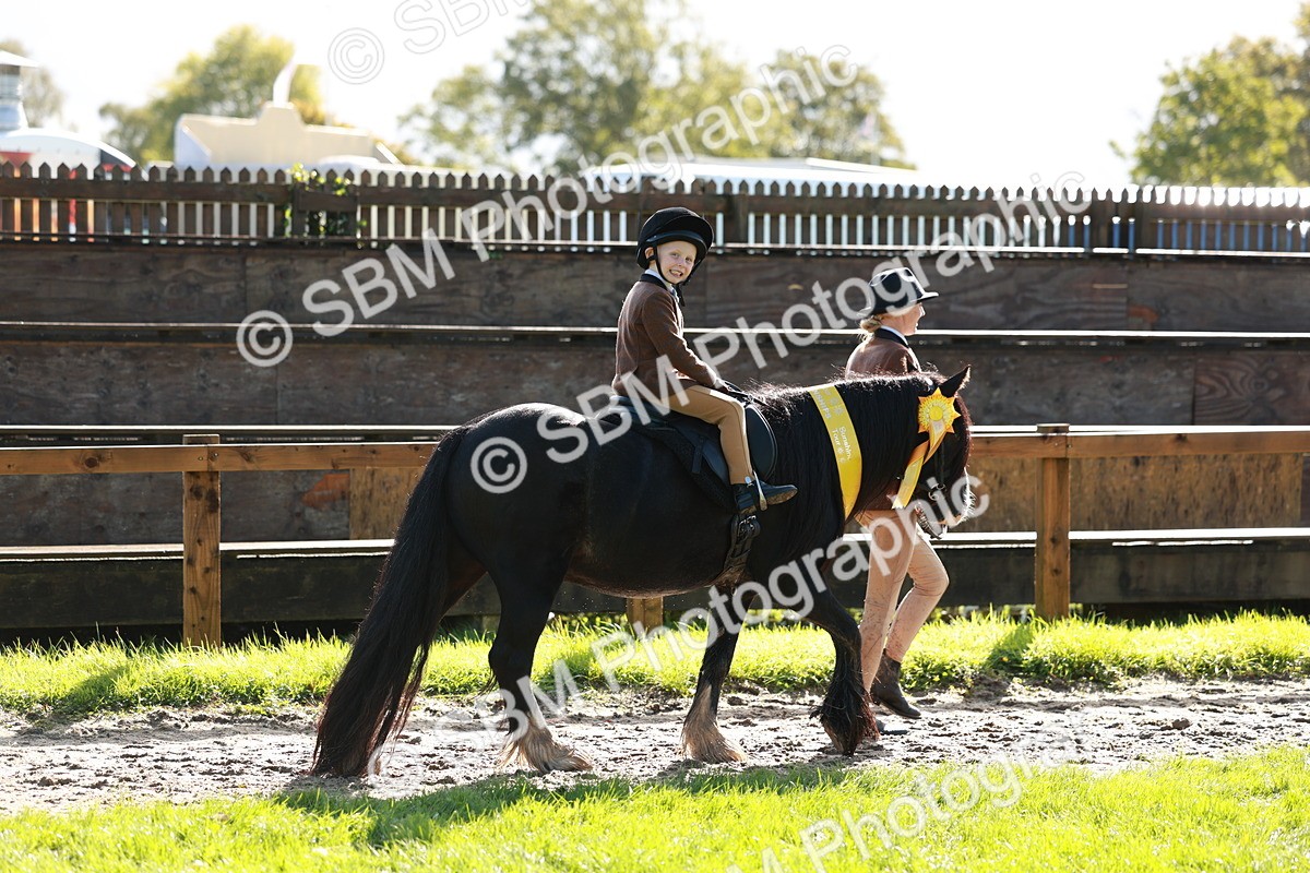 SBM_42080 - S32 - Mountain & Moorland Working Hunter Pony