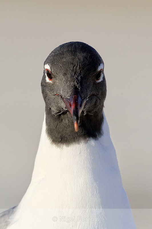 Laughing Gull head front view , Fort De Soto, Florida - Laughing Gull
