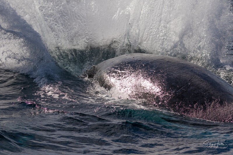 0A3A7503. Head Lunge 3 - 2023 Whale Photos
