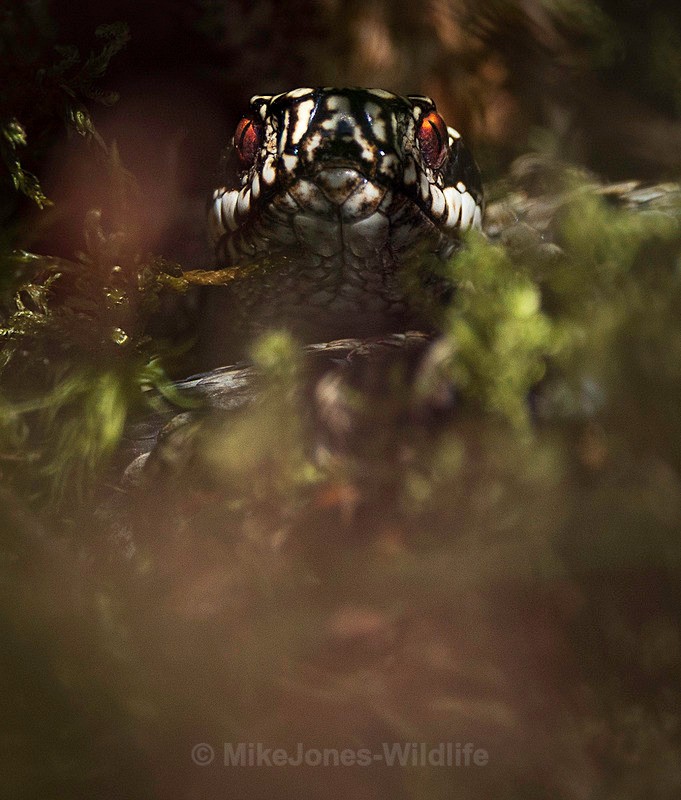 ADDER 2025 MALE - ADDERS
