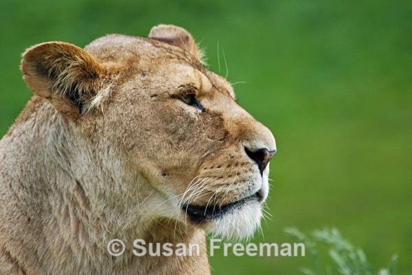 Lion - Other Animals