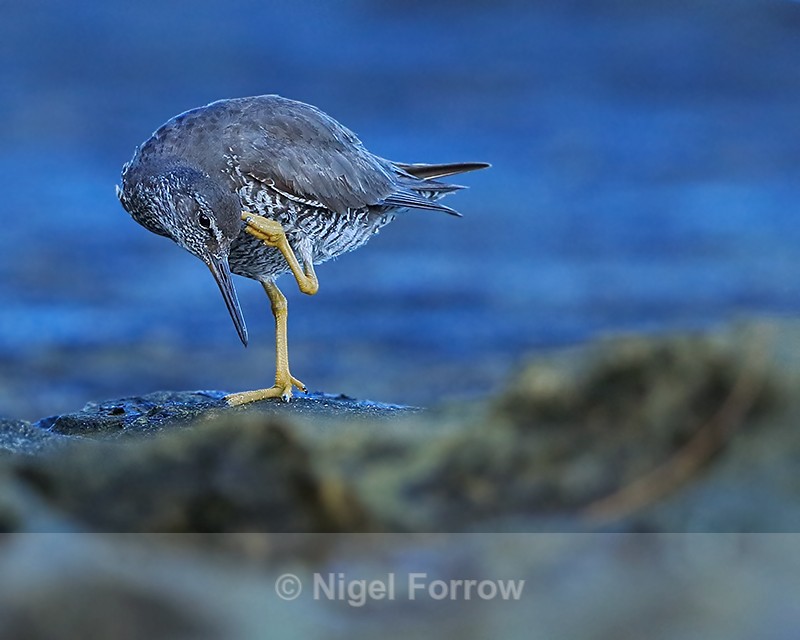 Wandering Tattler scratching, Ke'e Beach, Kauai - Wandering Tattler