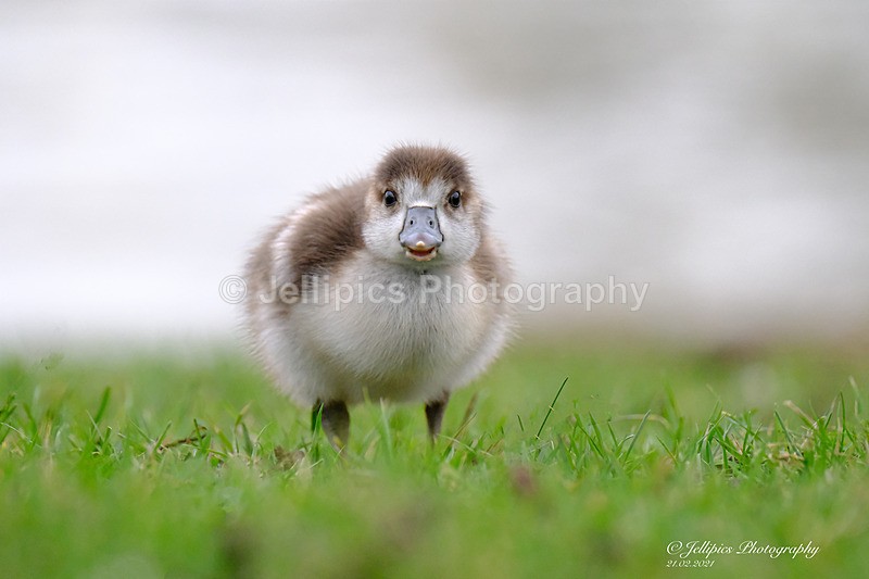  - Wildlife and Nature