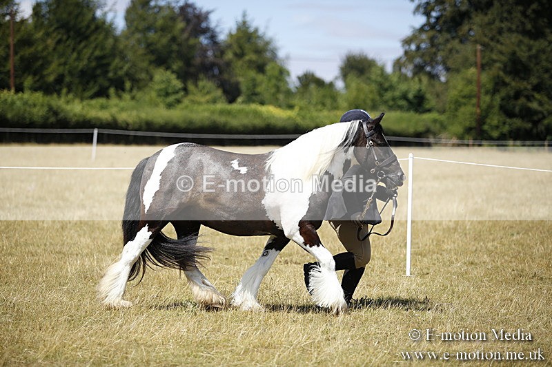 _C7A0038 - BVRC Sow 2018 Ring 2