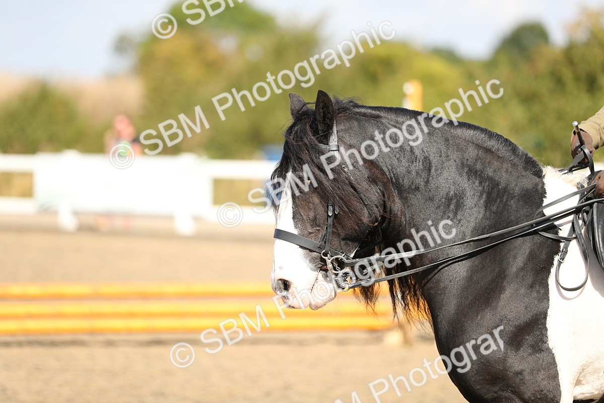 SBM_03231 - Class 44 Riding Club Horse/ Pony
