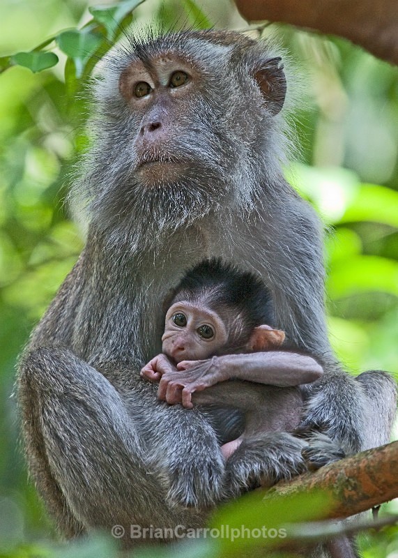 Long Tailed Macaques - Wildlife