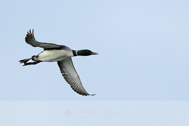 Common Loon in flight, Minnesota - Great Northern Diver